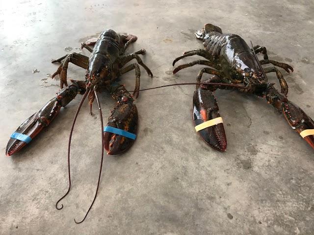 Freshies Lobster Co