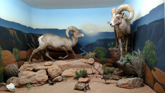 Bryce Wildlife Adventure